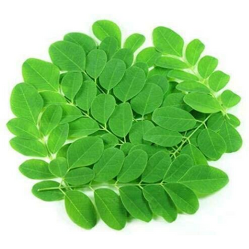 DRUMSTICK LEAF 1PACK