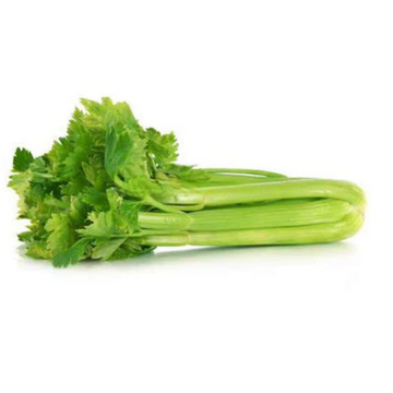 WEBSTERS CELERY 1PCS